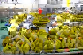 Nâng cao chất lượng hàng hóa để khai thác thị trường Trung Quốc