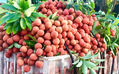 Quy định cho nông sản vào EU nhìn tử yêu cầu với vải thiều tươi