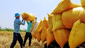 Giá gạo xuất khẩu Việt Nam tăng tuần thứ ba liên tiếp, nhu cầu nhập khẩu ở mức rất cao