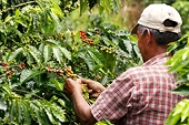 Luật cấm các loại nông sản liên quan đến phá rừng của EU có hiệu lực