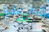 Xuất khẩu cá ngừ đóng hộp sang EU tăng 71%