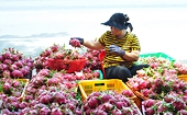 Bộ Công Thương khẳng định Trung Quốc luôn là thị trường mục tiêu trọng điểm