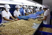 Ngành điều Việt Nam trước thách thức giữ vững ngôi vị số 1 thế giới