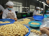 Nguy cơ tái diễn tình trạng lừa đảo xuất khẩu điều nhân, Hiệp hội Điều lên tiếng cảnh báo