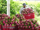 Doanh nghiêp Việt chưa hiểu về bảo hộ nhãn hiệu, chỉ dẫn địa lý của Trung Quốc