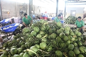 Dừa tươi Việt Nam trước cơ hội xuất khẩu chính ngạch sang Trung Quốc