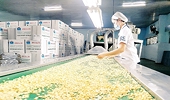 Vinacas kiến nghị giải pháp gỡ khó cho ngành điều