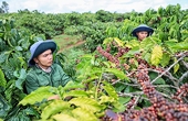 Nông lâm thủy sản: Sản lượng cao, xuất thô, giá trị thấp