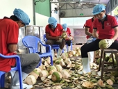 Dừa Việt Nam được xuất khẩu sang thị trường Mỹ