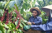Xuất khẩu cà phê sẽ tiếp tục tăng trong thời gian tới