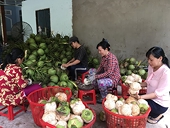 Dừa tươi Bến Tre trước cơ hội xuất khẩu chính ngạch sang các thị trường lớn