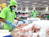 Khi nông dân và doanh nghiệp cá tra cùng… thua lỗ