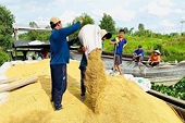 Giữ chất lượng, thương hiệu gạo giữa biến động lương thực toàn cầu