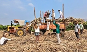 Ấn Độ lần đầu tiên ban hành lệnh cấm xuất khẩu đường sau 7 năm