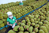 Xuất khẩu nhiều nhóm hàng nông sản khởi sắc