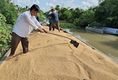 Doanh nghiệp Philippines đồng loạt xin hủy hợp đồng, thị trường lúa gạo Việt sẽ ra sao?