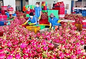 Thông tin mới liên quan đến xuất khẩu thanh long sang thị trường Anh