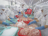 Vòng lặp cá tra