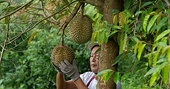 Lắng nghe tiếng nói người trồng sầu riêng