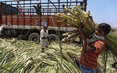 Ngành mía đường Việt Nam - Nguồn cung đường tỷ lệ nghịch với nhu cầu tiêu thụ