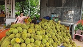 Xuất khẩu sầu riêng: nỗi lo sau ‘điểm sáng’ hàng tỉ đô la