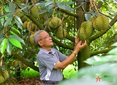 Phát triển hiệu quả, bền vững ngành sầu riêng