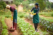 Ứng dụng công nghệ và đổi mới để tăng cường năng lực xuất khẩu nông sản Việt