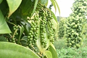 Xây dựng thương hiệu để gia tăng xuất khẩu vào thị trường CPTPP