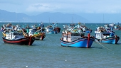 Bộ Nông nghiệp và Phát triển nông thôn thông tin về khắc phục "thẻ vàng" IUU
