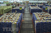 Thị trường gạo “án binh” chờ quyết định của Ấn Độ về thuế xuất khẩu