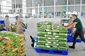 Giá gạo "quay đầu" tăng, doanh nghiệp có mừng?