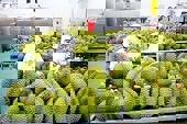 Xuất nhập khẩu hàng hoá chính thức vượt mốc 500 tỷ USD