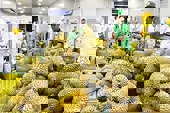 Điểm tên 3 thị trường mua nông lâm thủy sản nhiều nhất của Việt Nam