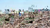Dấu hiệu hồi phục của ngành mía đường