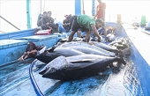 Gỡ "thẻ vàng" IUU: Nỗ lực sắp thành hiện thực?
