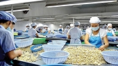 Nhiều rủi ro tiềm ẩn từ công tác kiểm dịch thực vật đối với xuất khẩu điều nhân