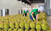 Xuất khẩu nông sản vững vàng "giữ thành"