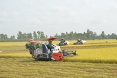 Xuất khẩu gạo đạt mức kỷ lục, nhưng doanh nghiệp cần thận trọng