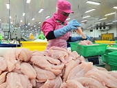 Nâng chất lượng, hạ giá thành để ‘cứu’ ngành cá tra