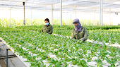 Tăng cường phát triển chuỗi liên kết sản xuất, tiêu thụ nông sản