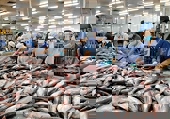 Tận dụng lợi thế từ EVFTA, xuất khẩu cá tra sang Đức tăng trưởng mạnh