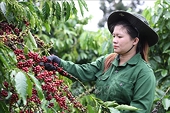 Xuất khẩu cà phê kỳ vọng phá kỷ lục