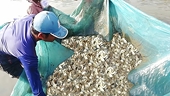 Nhiều nước CPTPP đang tăng cường điều tra phòng vệ thương mại