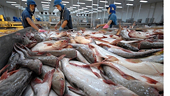 11 tháng 2023, xuất khẩu cá tra thu về gần 1,7 tỷ USD
