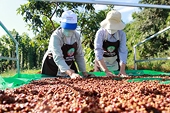 Xuất khẩu cà phê khởi đầu niên vụ mới với nhiều nỗi lo