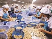 Ngành điều còn nhiều dư địa tăng trưởng xuất khẩu