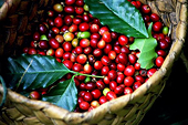 Lo ngại thiếu hụt nguồn cung, giá cà phê biến động