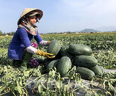 Xuất khẩu rau quả sang thị trường Trung Quốc năm 2024: Cơ hội rộng mở
