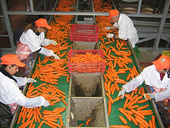 Xuất khẩu rau quả chế biến lần đầu vượt 1 tỷ USD