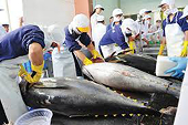 Xuất khẩu loin cá ngừ hấp đông lạnh 'hụt hơi' cuối năm